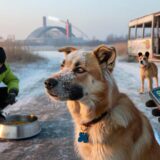 Study suggests dogs of Chernobyl are undergoing rapid evolution
